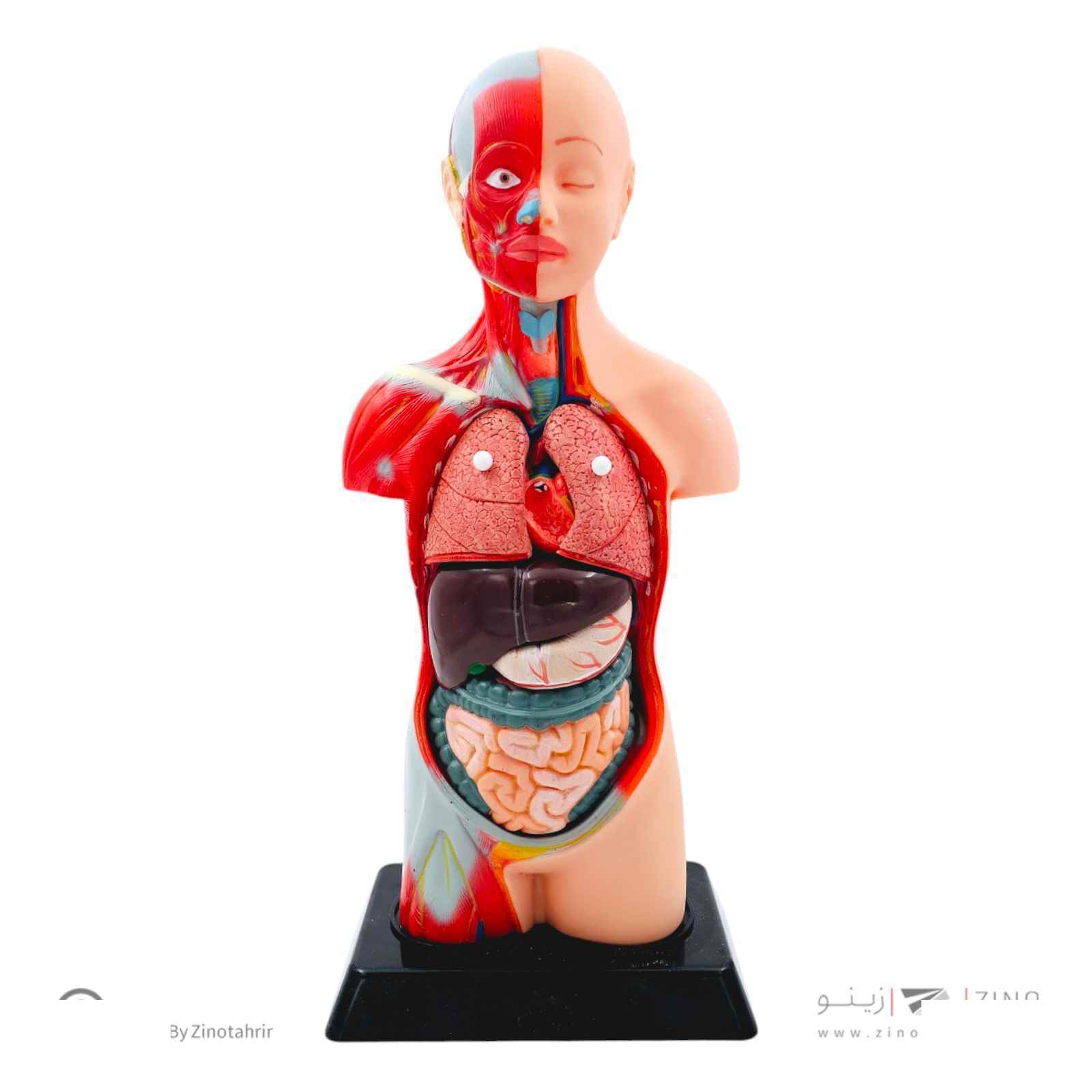 مولاژنیم تنه بدن انسان1/2بانمایش ماهیچه