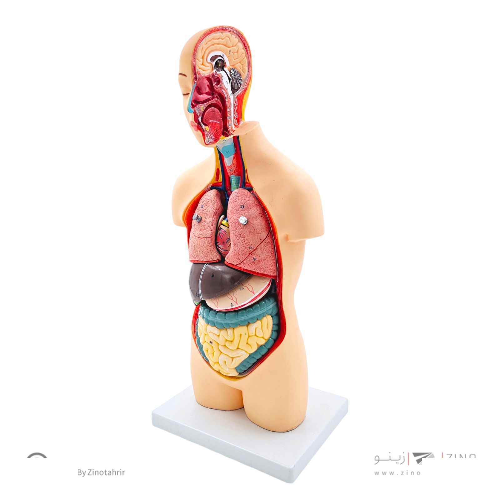 مولاژنیم تنه بدن انسان 1/2اندازه طبیعی